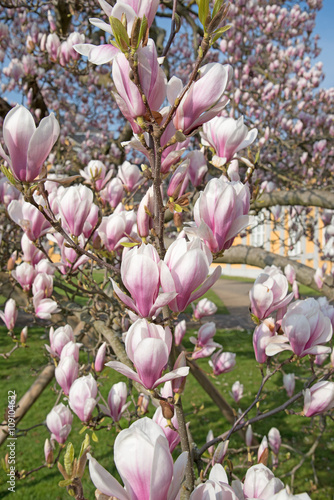 Magnolien, Magnolia