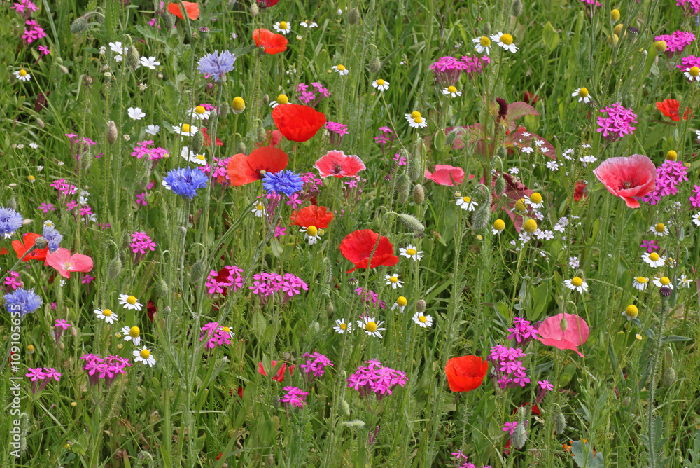 colorful meadow flowers at summer