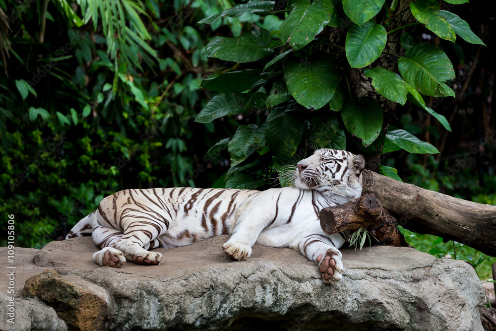 Fototapeta premium Sleeping white tiger