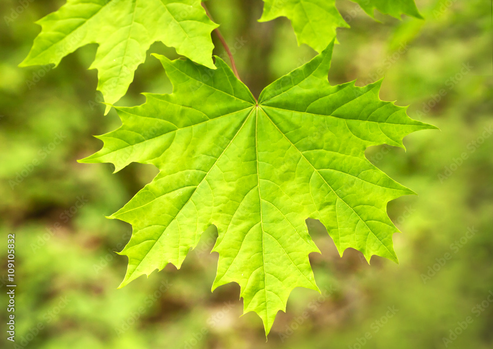 Leaves Leaves