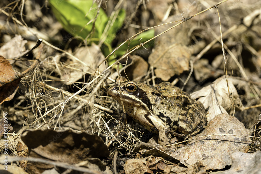ordinary frog sits ordinary frog sits