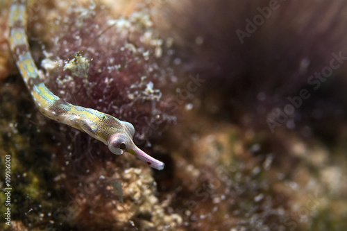 Schultz`s pipefish, Schultz`s Seenadel (Coryhoichthys schultzi) photo
