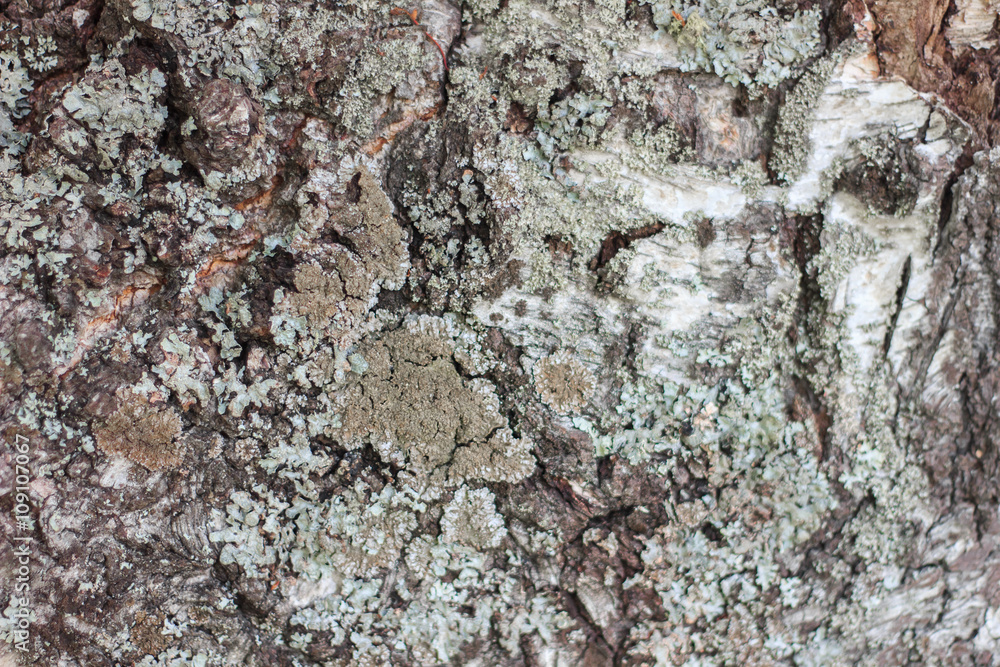 Fototapeta premium texture of the old Russian birch. The bark of old trees