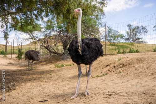 Ostriches on the ostrich farm in Israel