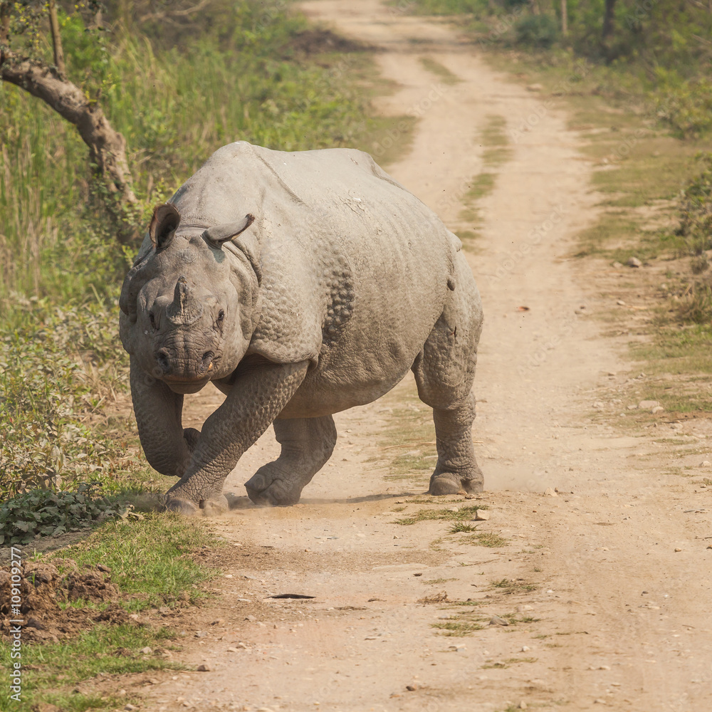 Fototapeta premium angry indian rhinoceros