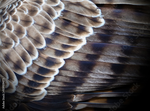 Wallpaper Mural bird feather background Torontodigital.ca