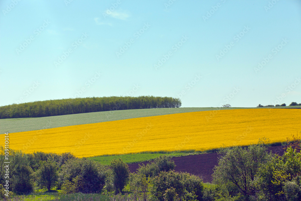 Fototapeta premium Spring landscape in the Danube plain Bulgaria.
