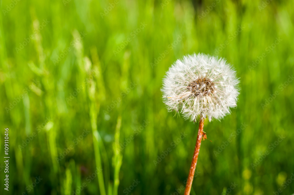 Dandelion with blurred green natural background. Space on left side