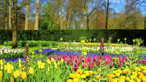 Flowers in the park Keukenhof,  the world's largest flower garden, situated near Lisse, the Netherlands.