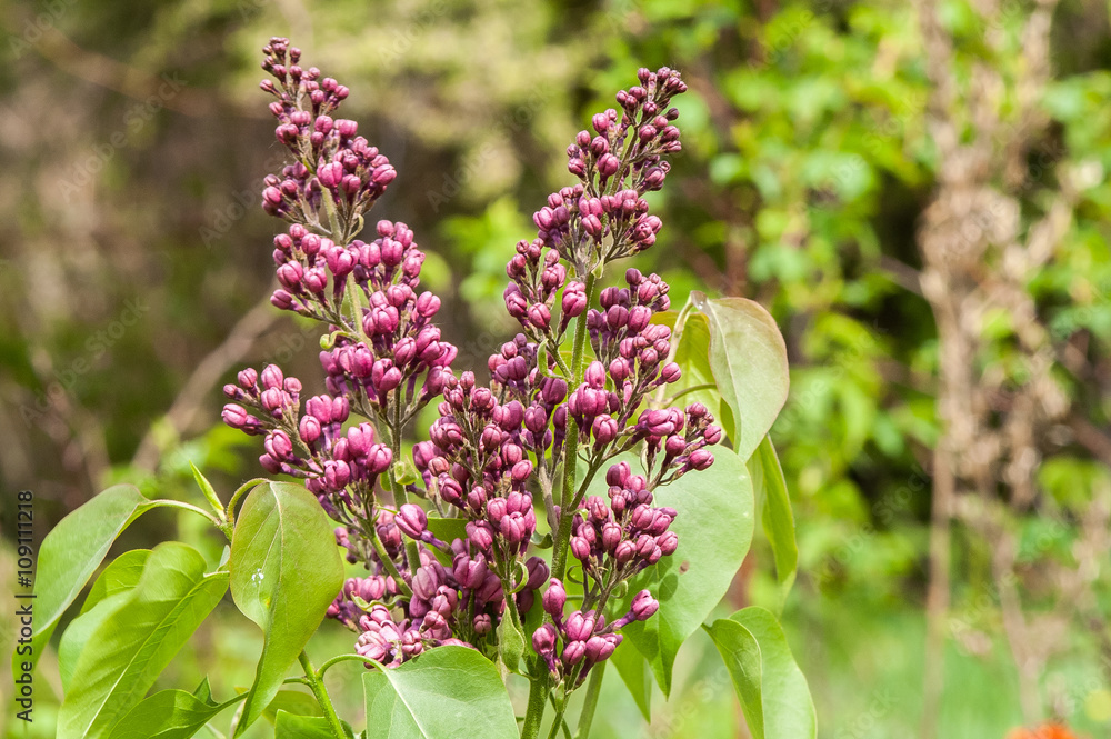 Obraz premium lilac flower bud