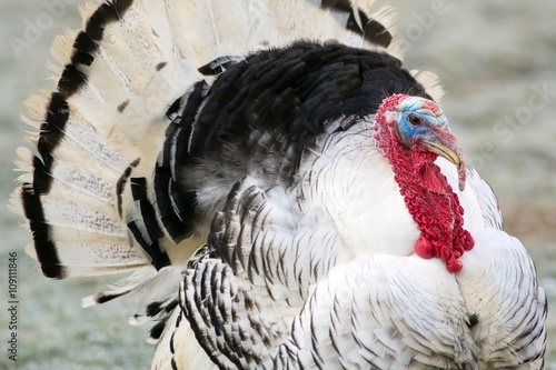 Puter in der Balz / Turkey in the mating season