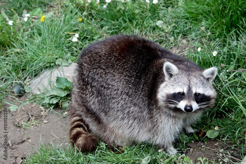 Fototapeta premium Raton laveur