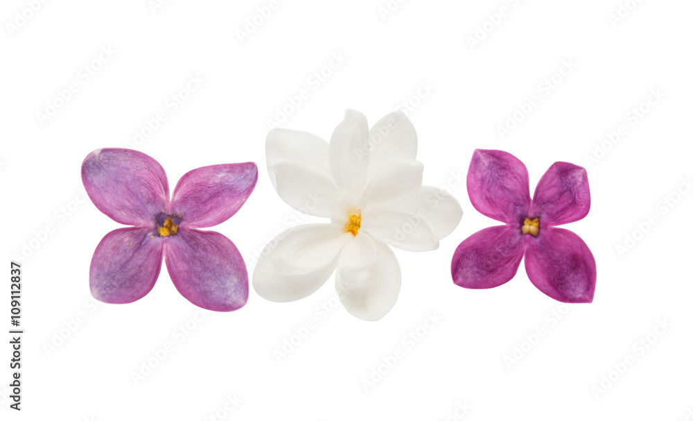 Obraz premium lilac flower isolated