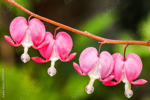 Bleeding pink Heart Flowers (Dicentra spectabilis or Lamprocapnos spectabilis) photo