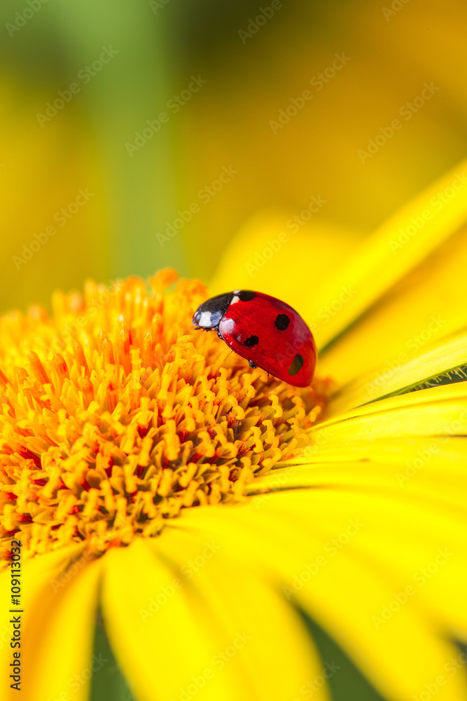 The ladybug sits on a yellow flower petal The ladybug sits on a yellow flower petal