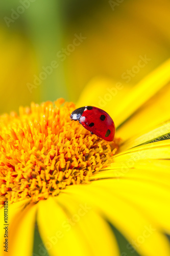 The ladybug sits on a yellow flower petal