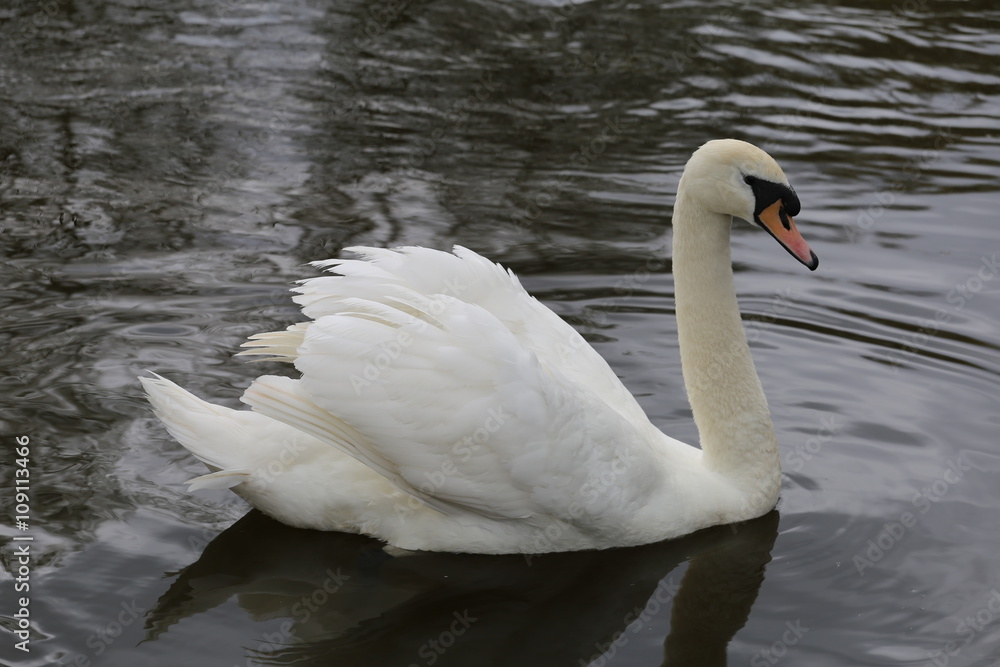 Naklejka premium Swan in defensive postition on lake