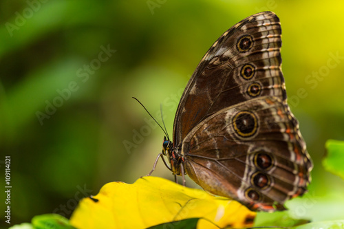 Magnificent owl (caligo eurilochus sulanus) butterfly on green nature background