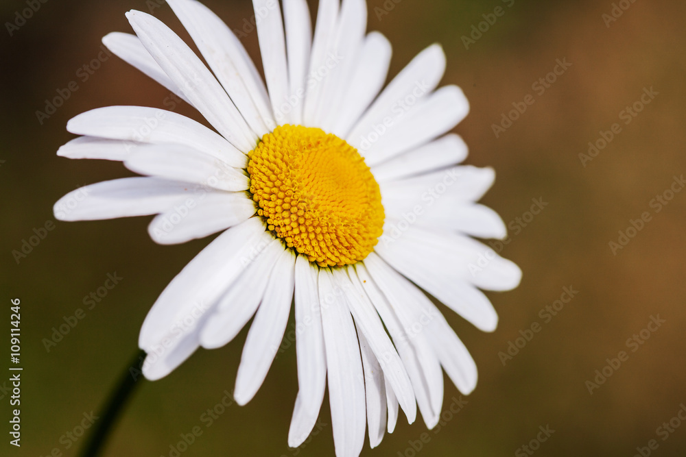 Fototapeta premium Beautiful camomile flower isolated on garden background.