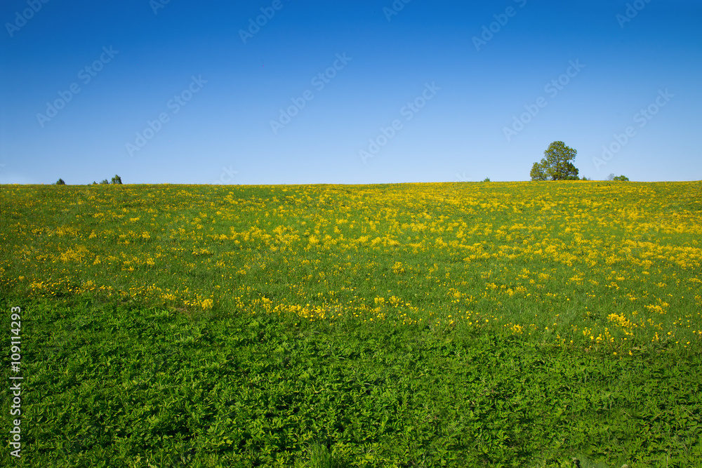 Idylic country scene dandelion field blue sky