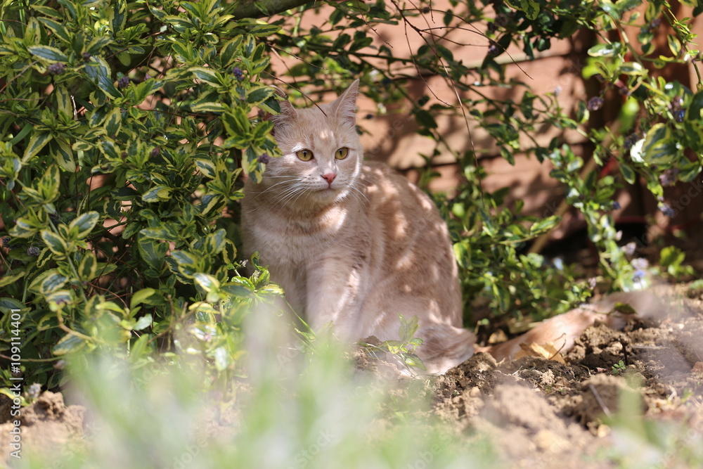 Fototapeta premium Ginger cat sitting in garden