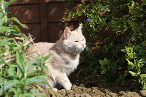 Ginger cat playing in garden