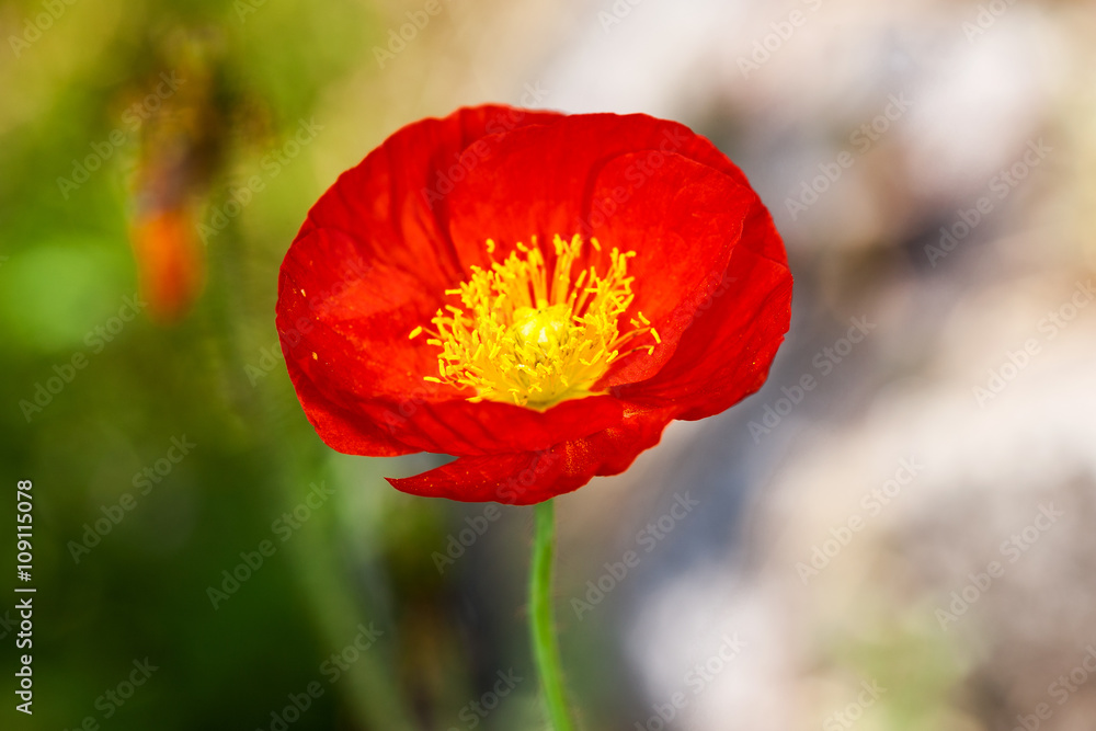 One beautiful red poppy isolated on garden background One beautiful red poppy isolated on garden background