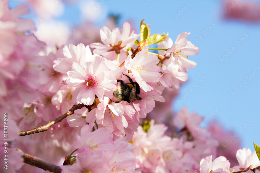 Fototapeta premium Hummel in japanischen Zierkirschen
