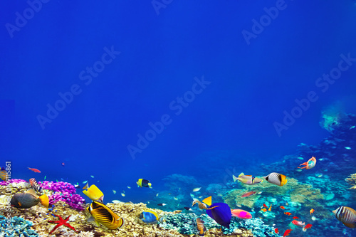 Wonderful and beautiful underwater world with corals and tropica
