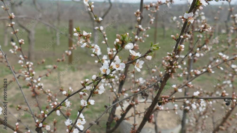 Blossom bush of Prunus tomentosa at early spring Blossom bush of Prunus tomentosa at early spring