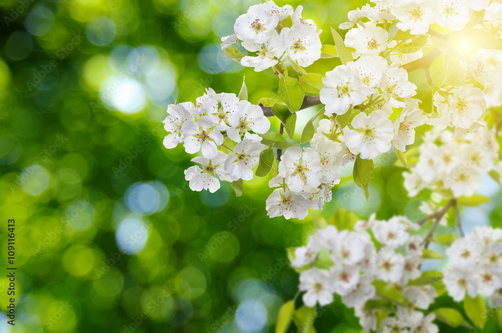 Spring blossom with soft blur background Spring blossom with soft blur background