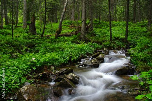 Mountain river in forest.