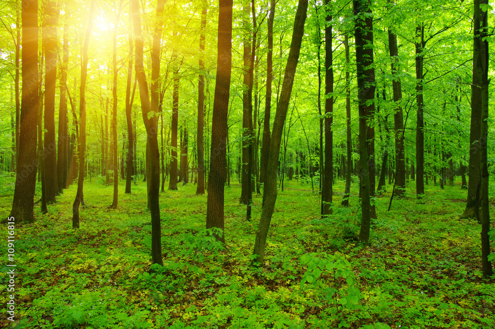 Obraz premium Forest and sun