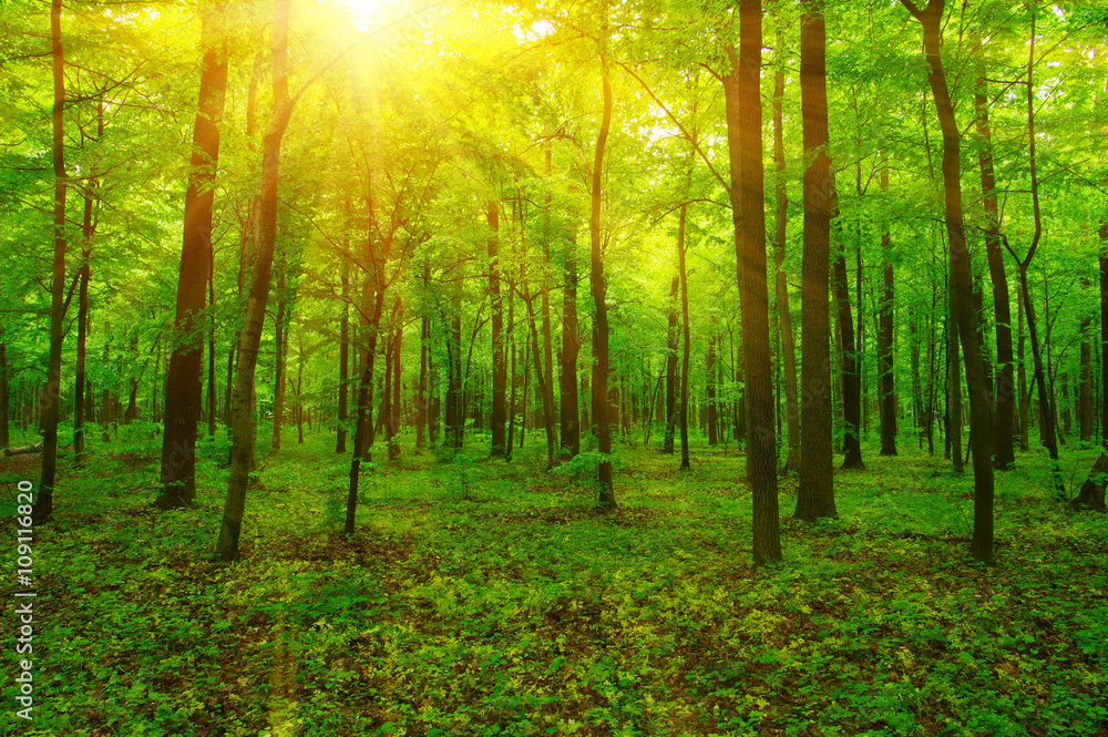 Naklejka premium Las i słońce