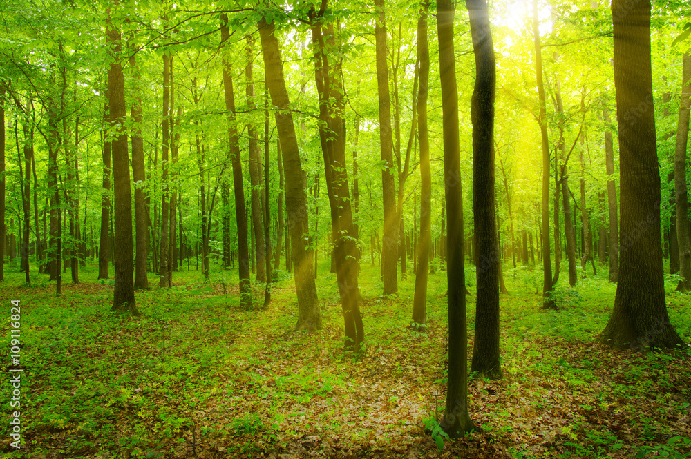 Obraz premium Las i słońce