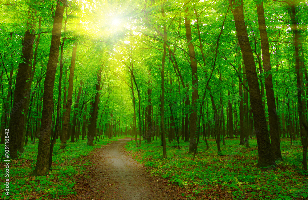 Obraz premium Forest and sun