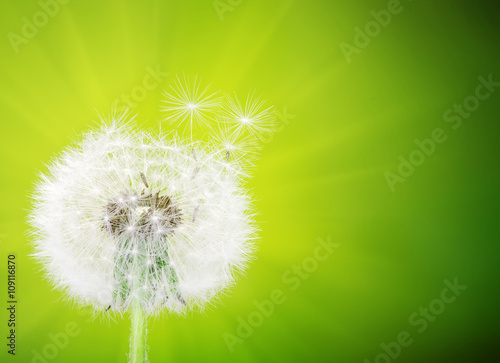   spring dandelion flower