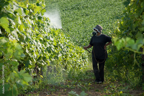 regular spraying the vineyard
