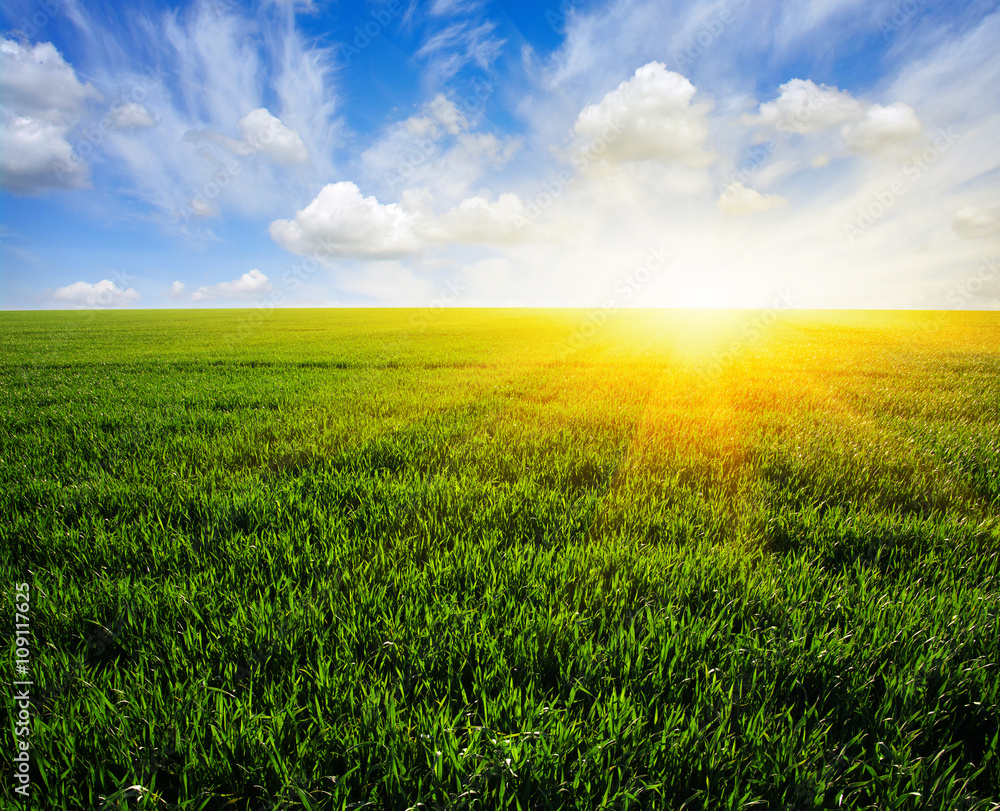 field and sun