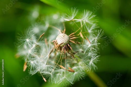 Close-up of partially blown away dandelion in nature background