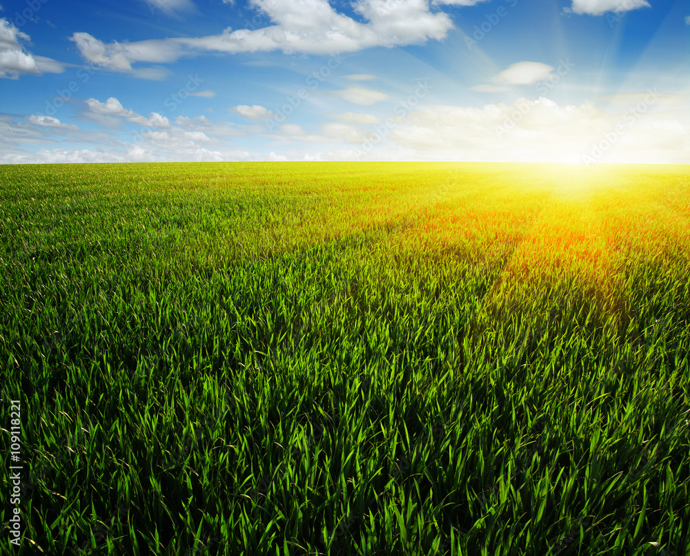 field and sun