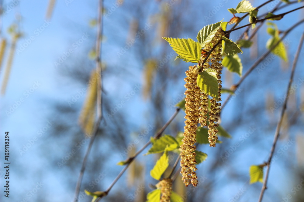 First spring leaves and catkins of birch in sunlight rays First spring leaves and catkins of birch in sunlight rays