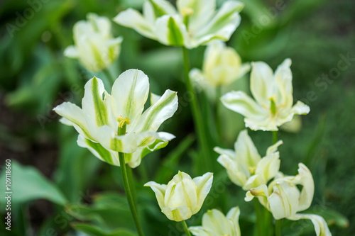 Blooming white tulips against spring garden background