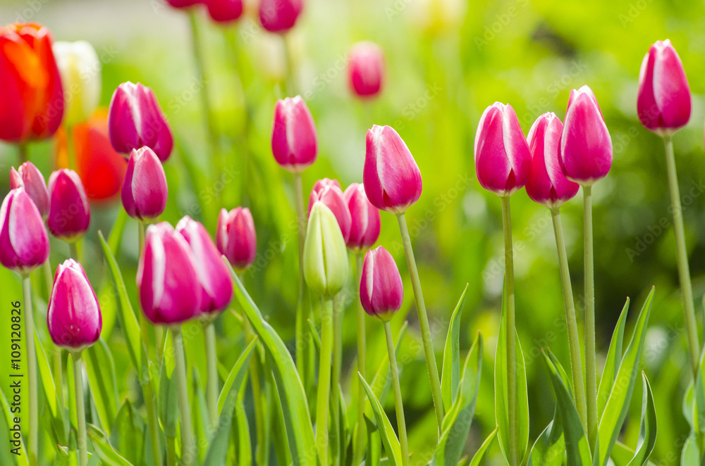 Fototapeta premium tulips on sun