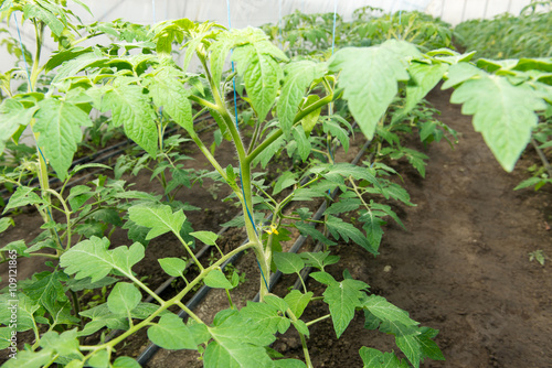 Obraz na plátně Tomato seedling before planting into the soil, greenhouse plants, drip irrigatio