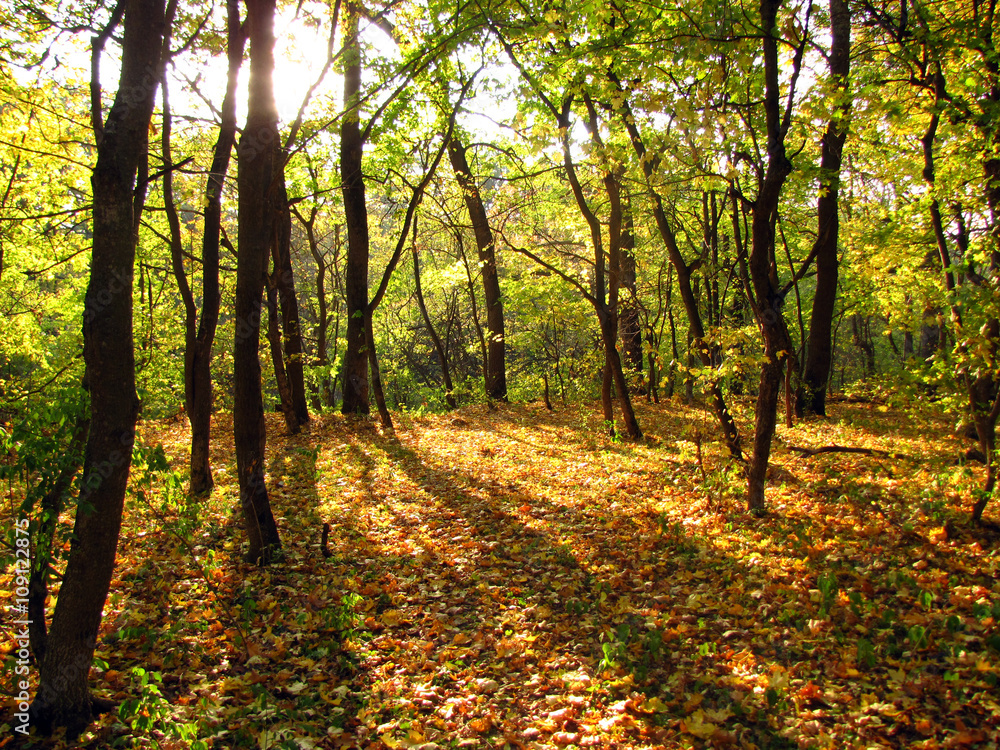 Fototapeta premium Sunlight breaking through the autumn forest