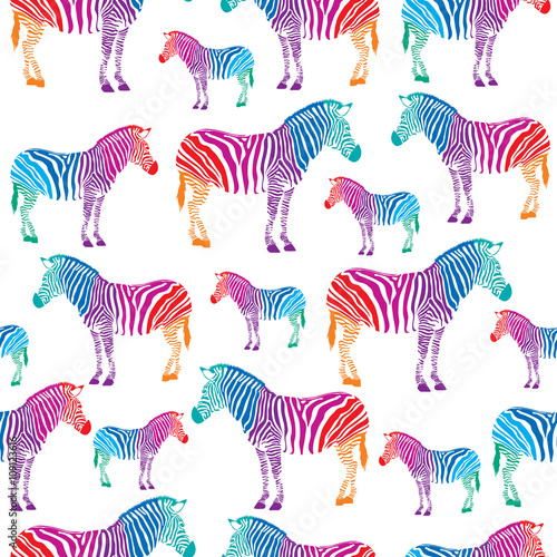 Colorful zebra seamless background. isolated on white background.