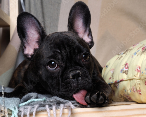 Konstfotografi Dog paw licking tongue