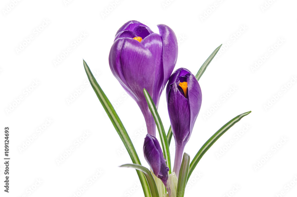 Naklejka premium Crocus flower isolated on white