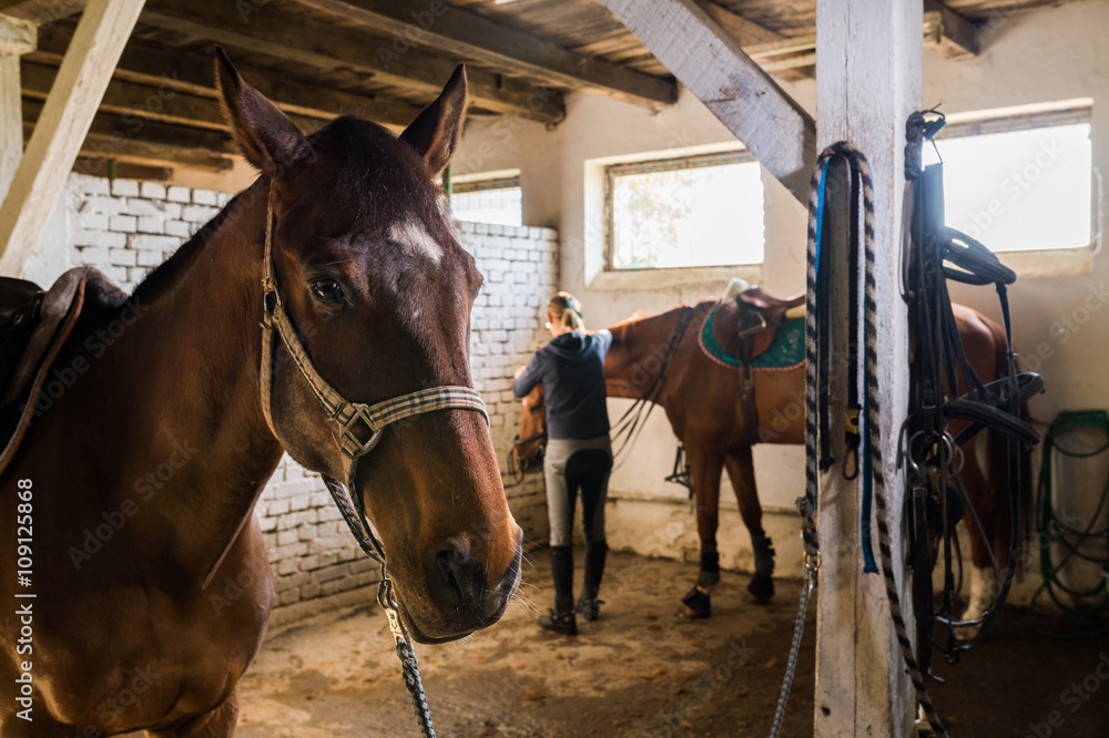 Fototapeta premium Brown horses in the stable